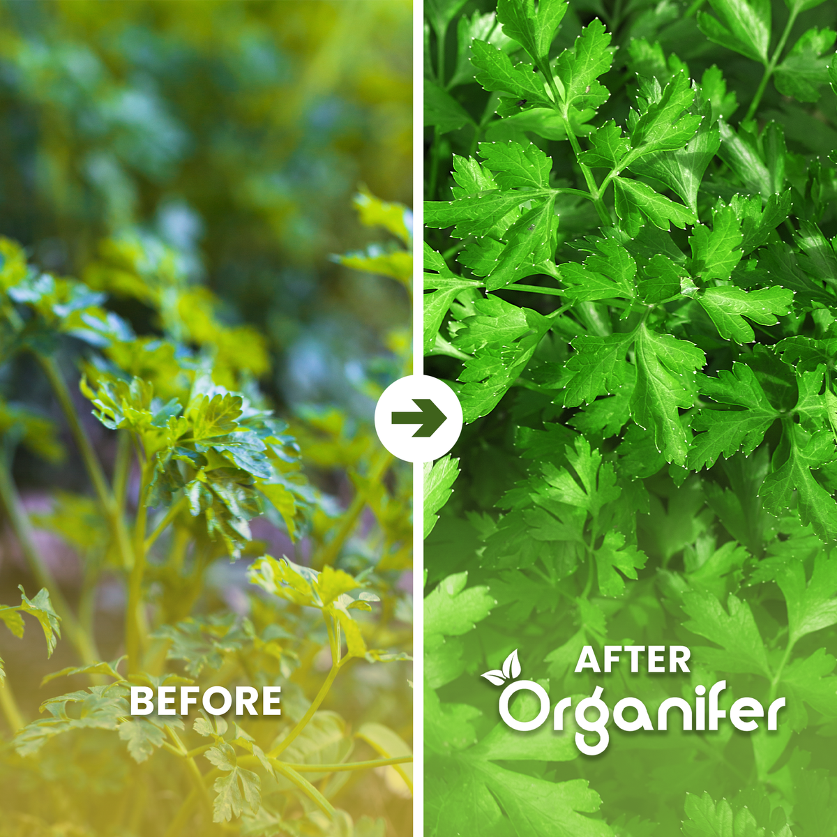 organifer-parsley-liquid-fertiliser-before_after