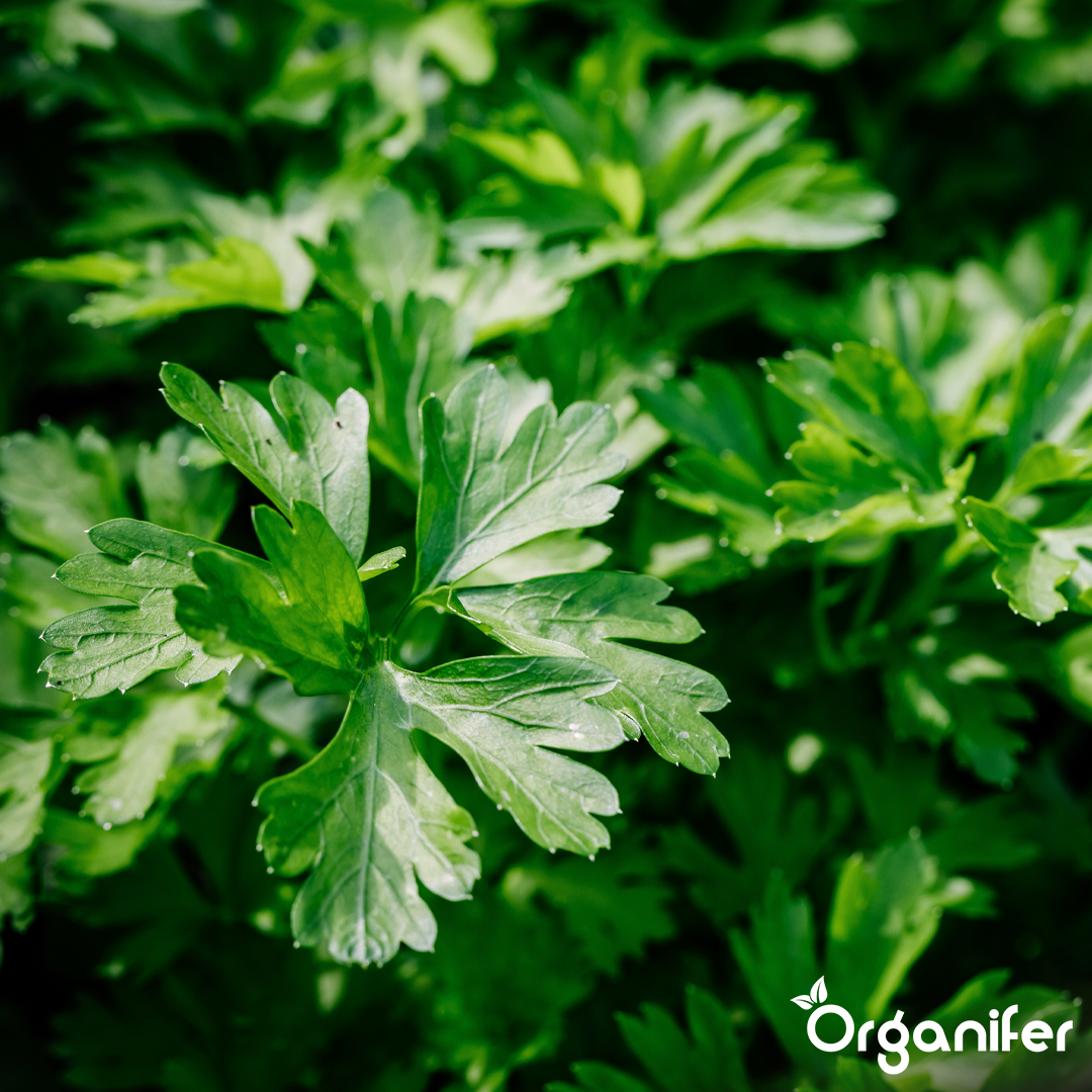 Organifer