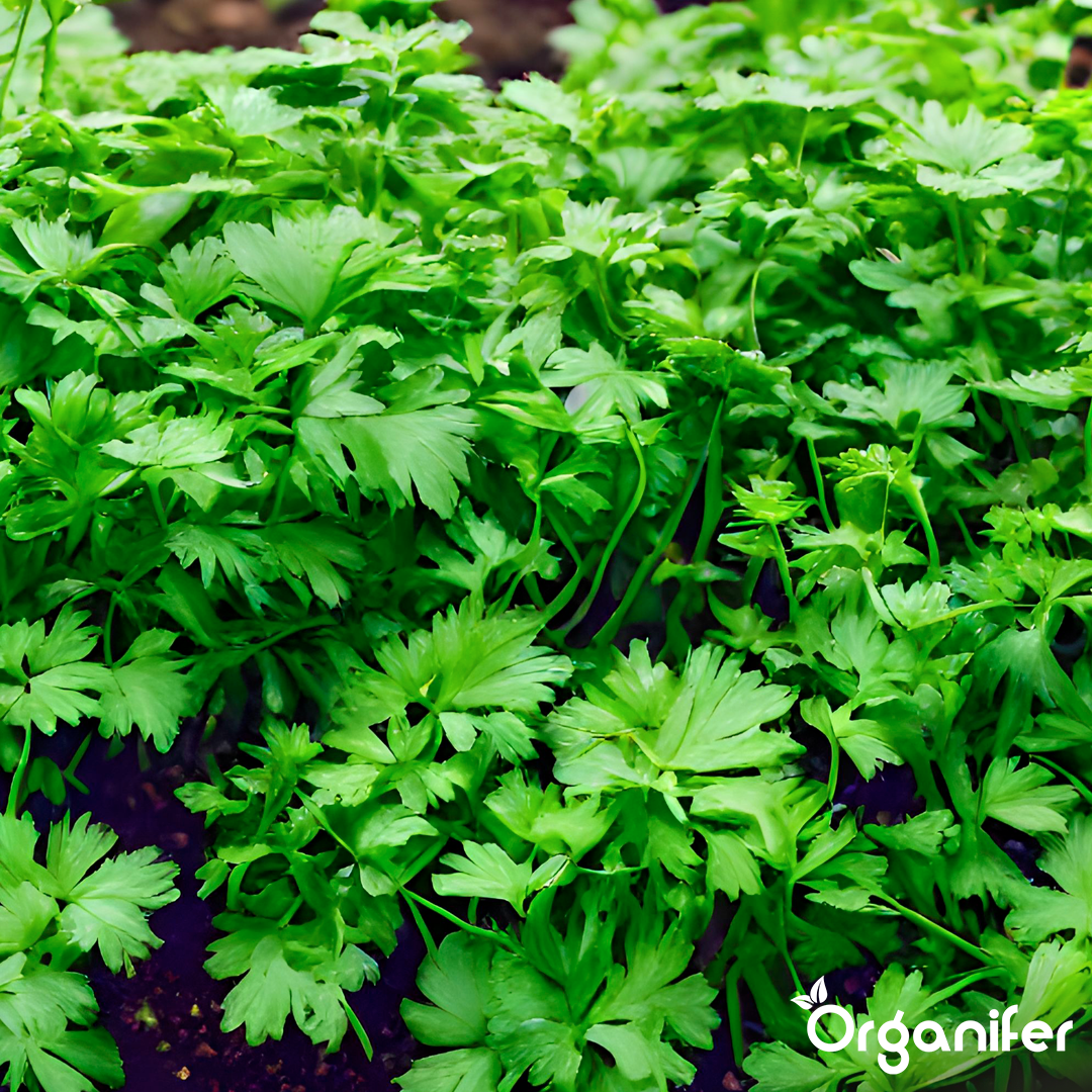 organifer-parsley-liquid-fertiliser
