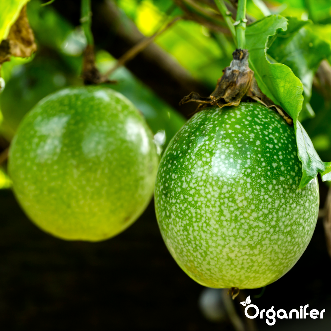organifer-passion-fruit-liquid-fertiliser