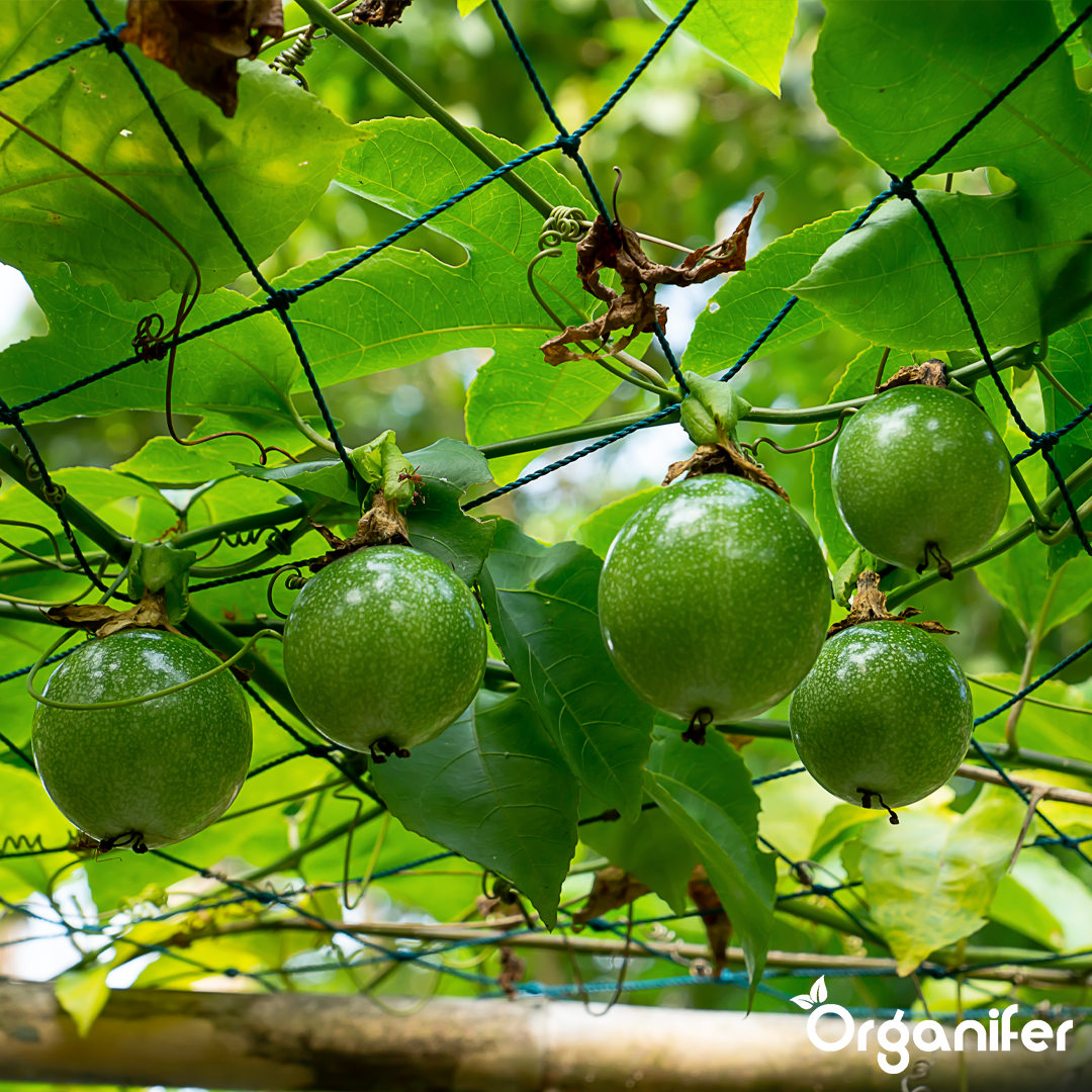 organifer-passion-fruit-liquid-fertiliser