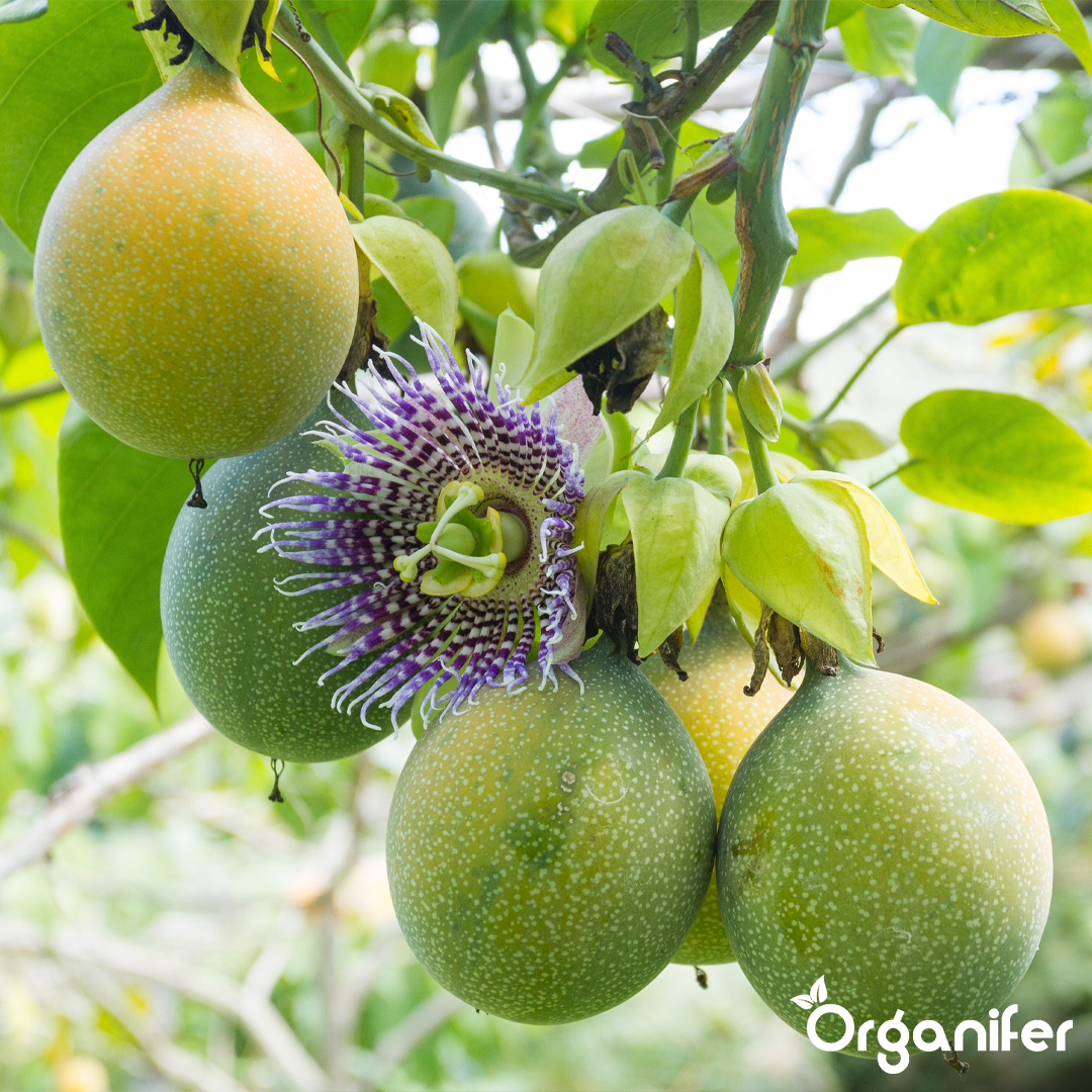 organifer-passion-fruit-liquid-fertiliser-2