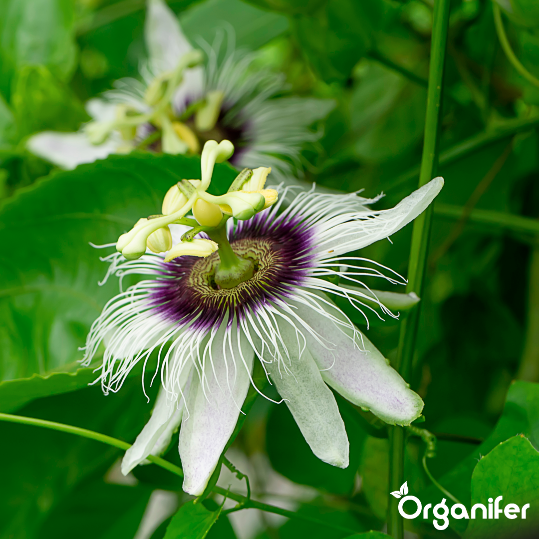 organifer-passionflower-liquid-fertiliser-1