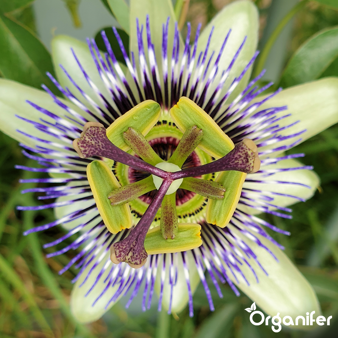 organifer-passionflower-liquid-fertiliser-3
