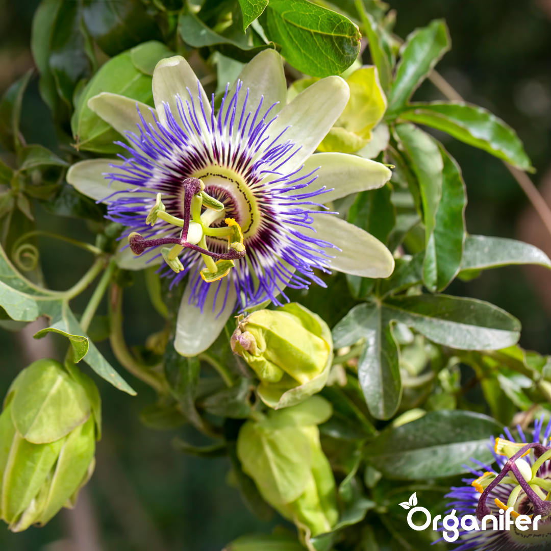 organifer-passionflower-liquid-fertiliser-6