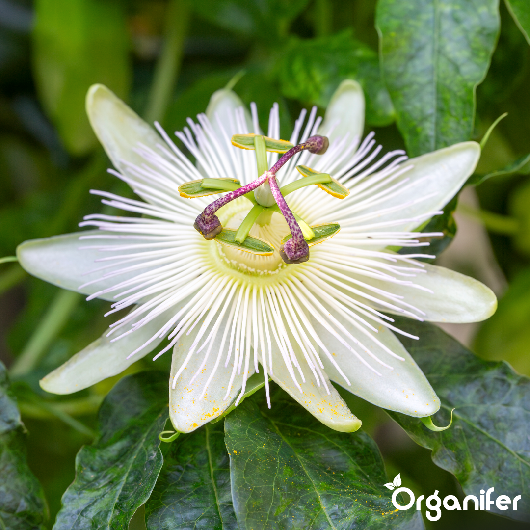 organifer-passionflower-liquid-fertiliser-2