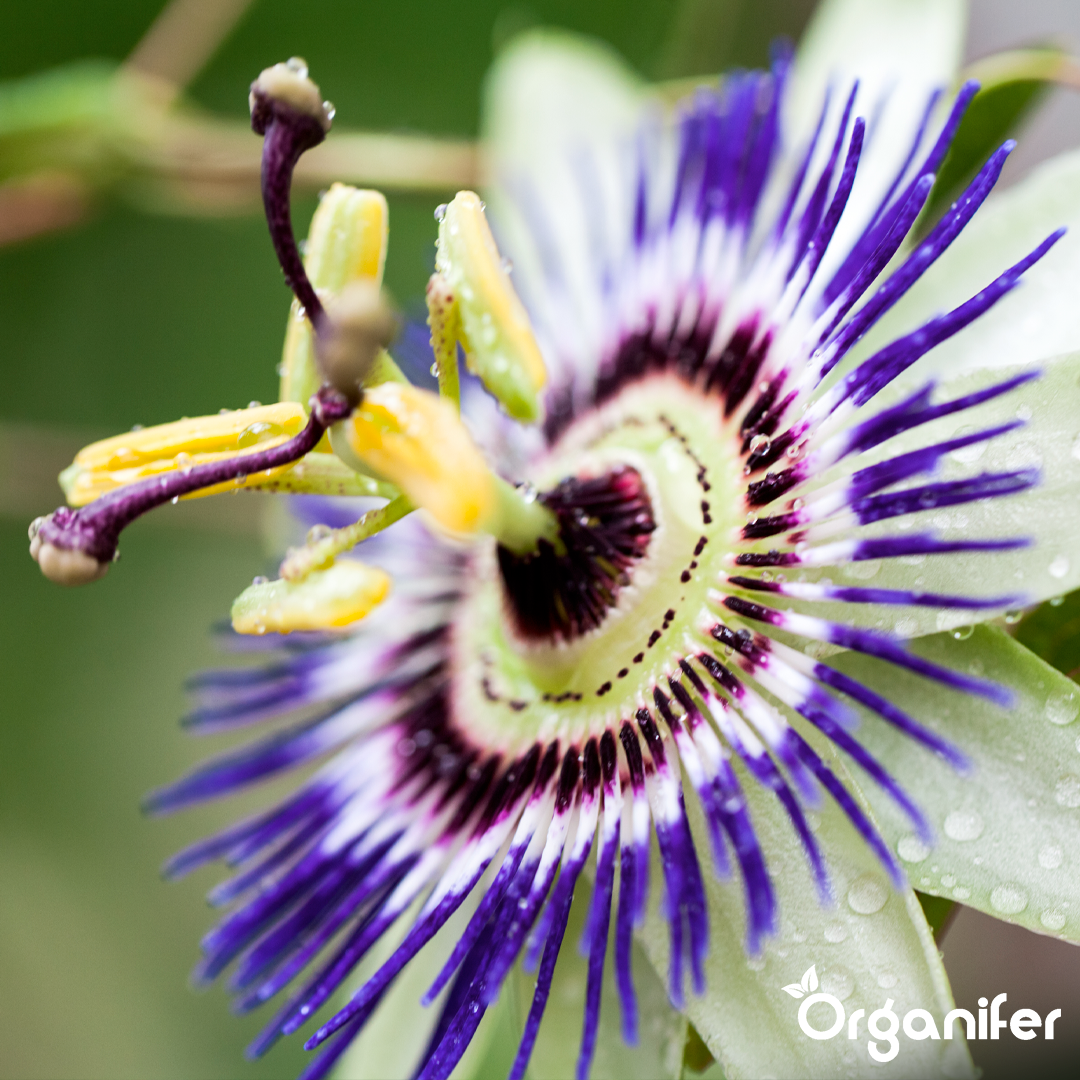 organifer-passionflower-liquid-fertiliser-5