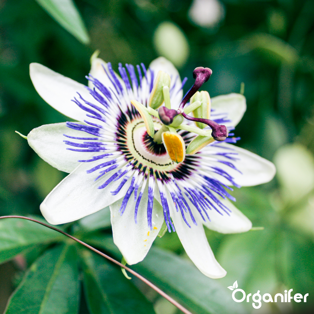organifer-passionflower-liquid-fertiliser-7