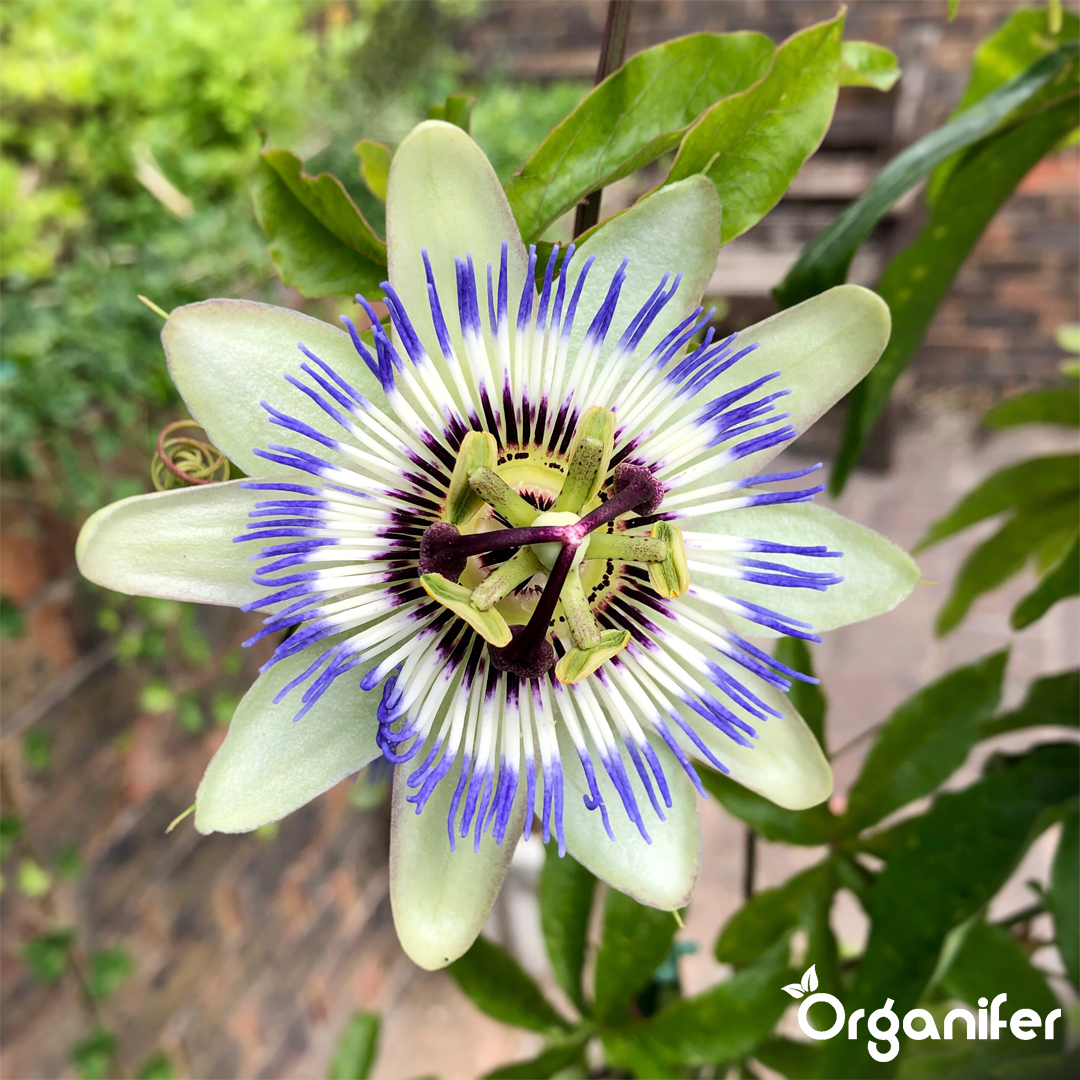 organifer-passionflower-liquid-fertiliser-8