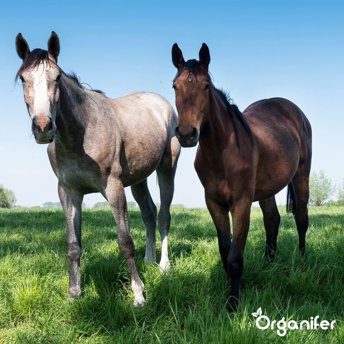Organifer Pasture Grass Seed Meadow - for Horses and Small Livestock (5 kg for 1000 m2) 8719958993761 7