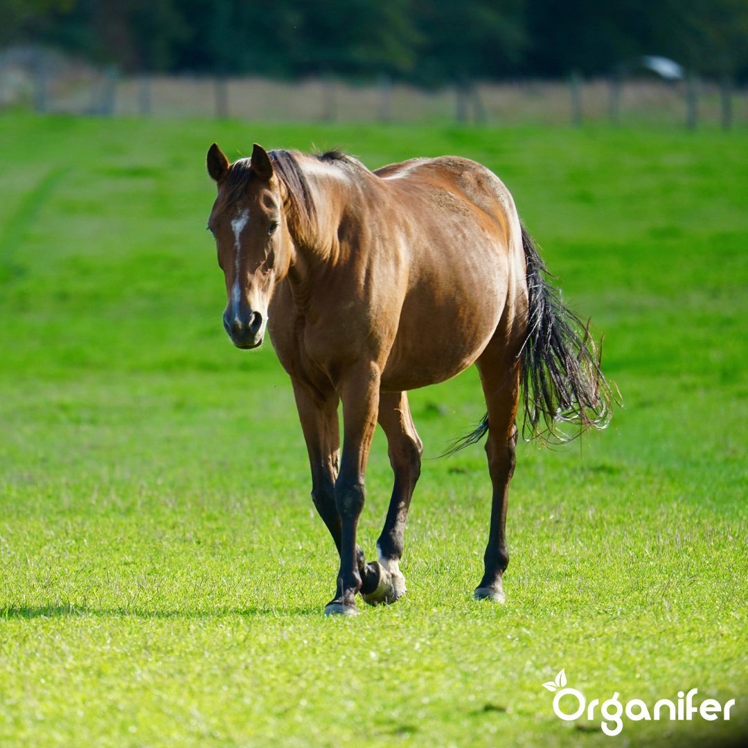organifer-pasture-grass-seed-paddock