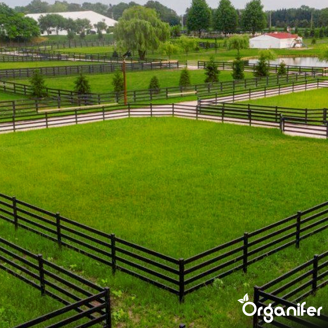 organifer-pasture-grass-seed-paddock