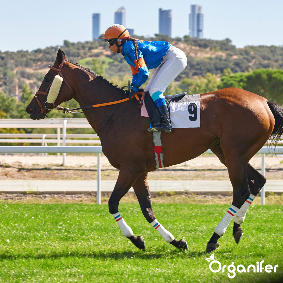 organifer-pasture-grass-seed-paddock
