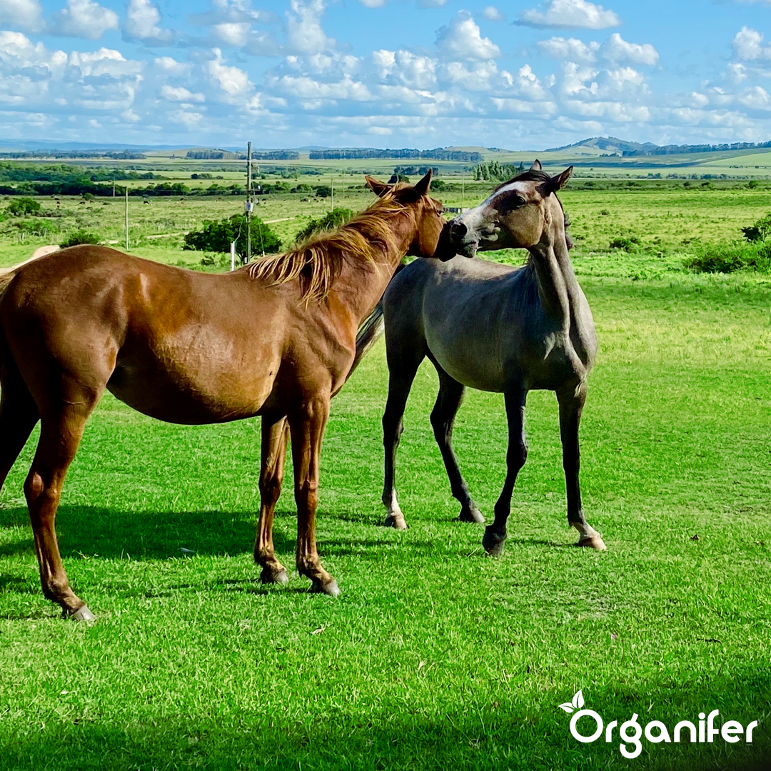 organifer-pasture-grass-seed-paddock