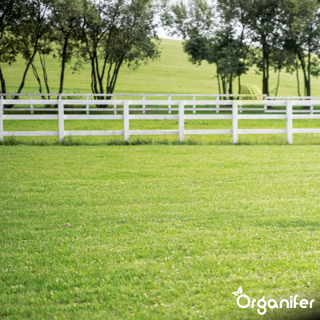 organifer-pasture-grass-seed-paddock