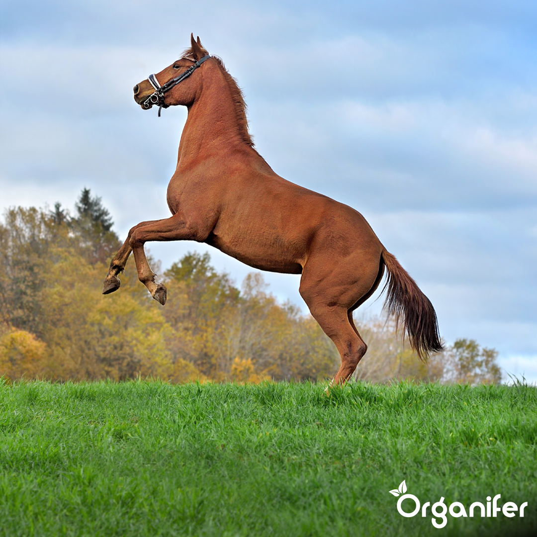 organifer-pasture-grass-seed-paddock-10l