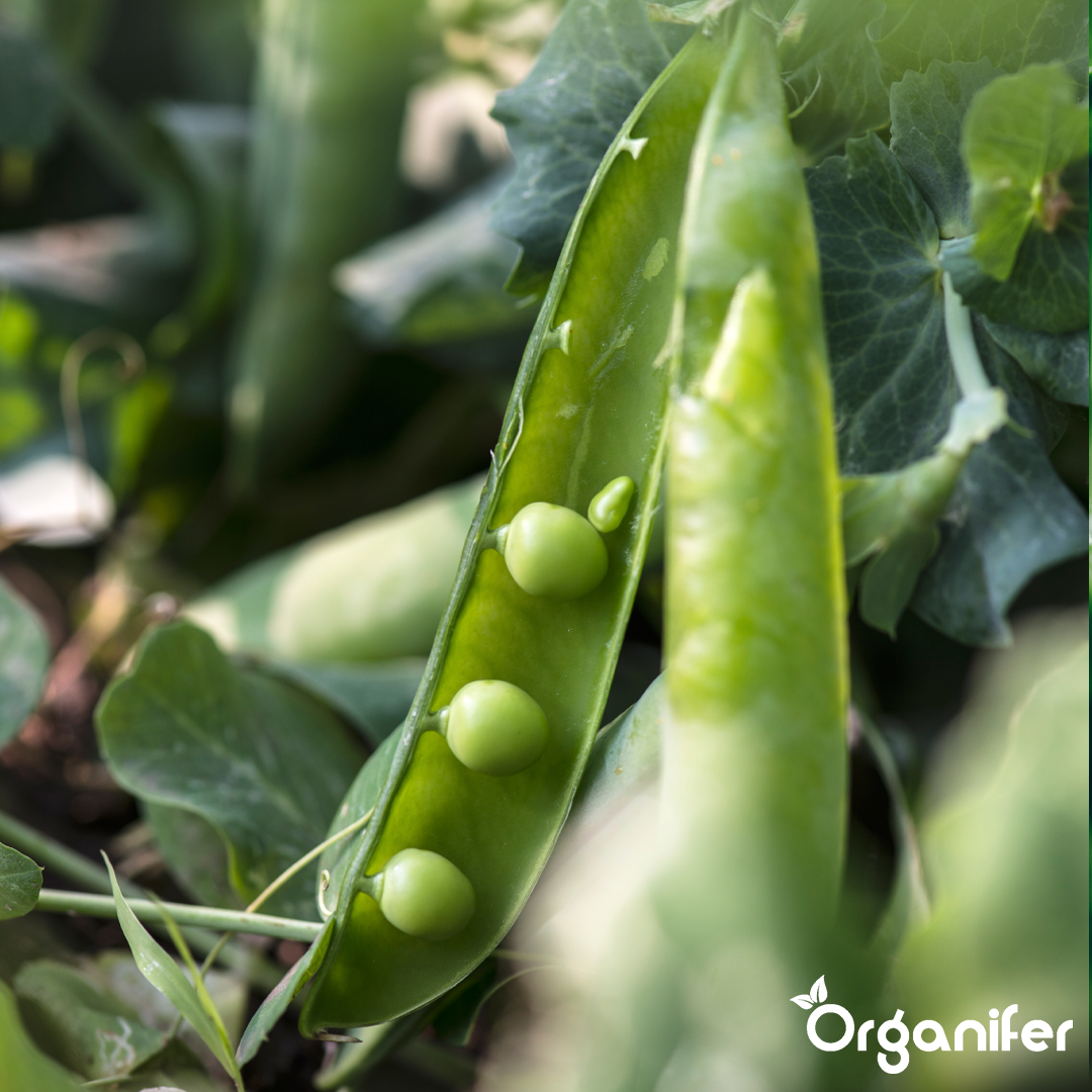organifer-pea-liquid-fertiliser-5