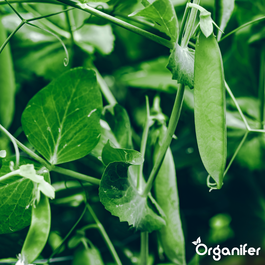 organifer-pea-liquid-fertiliser-6