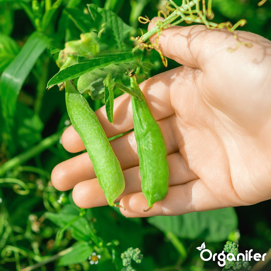 organifer-pea-liquid-fertiliser-label