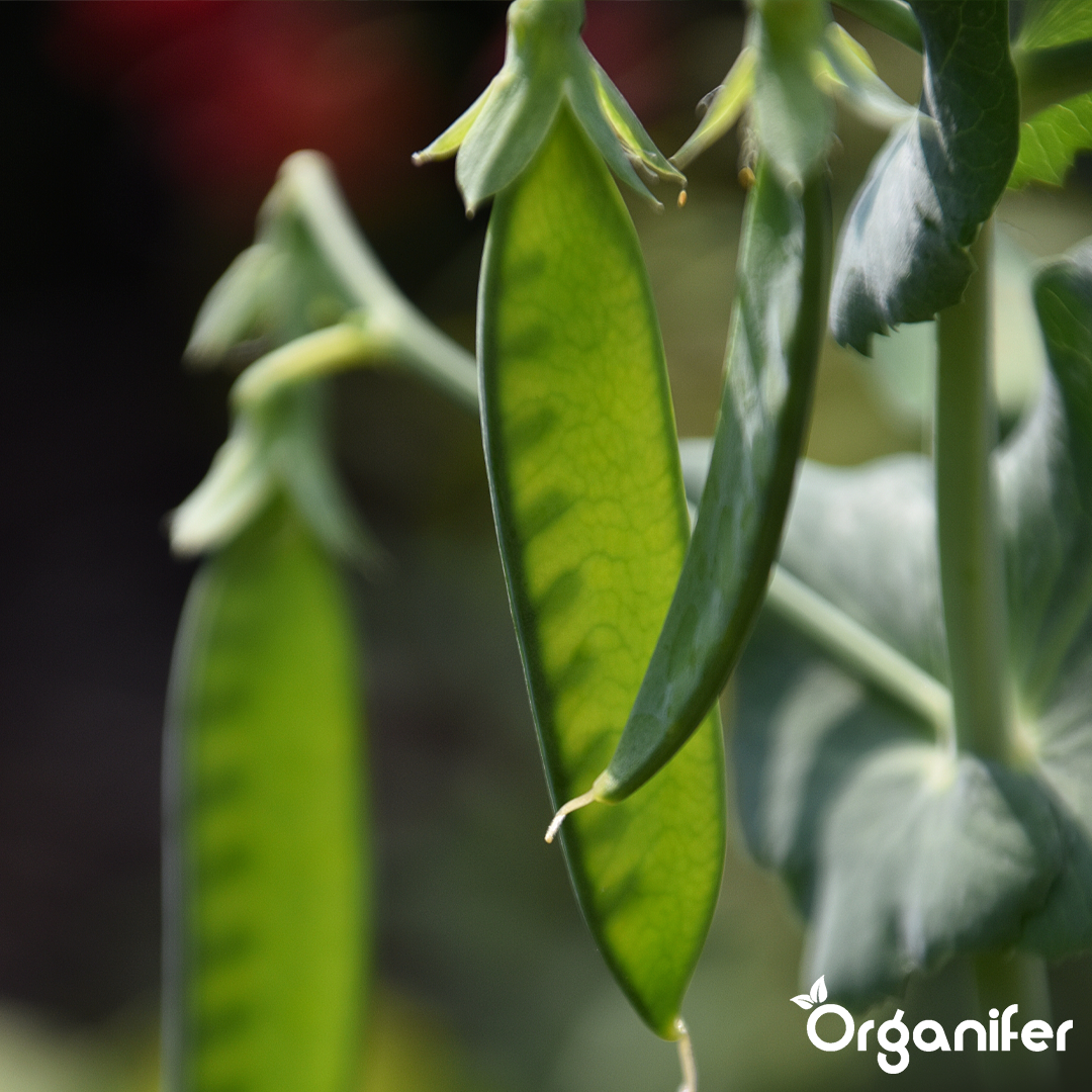 organifer-pea-liquid-fertiliser
