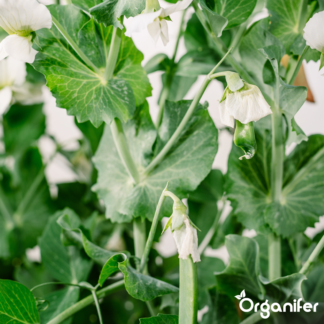 organifer-pea-liquid-fertiliser-label1l