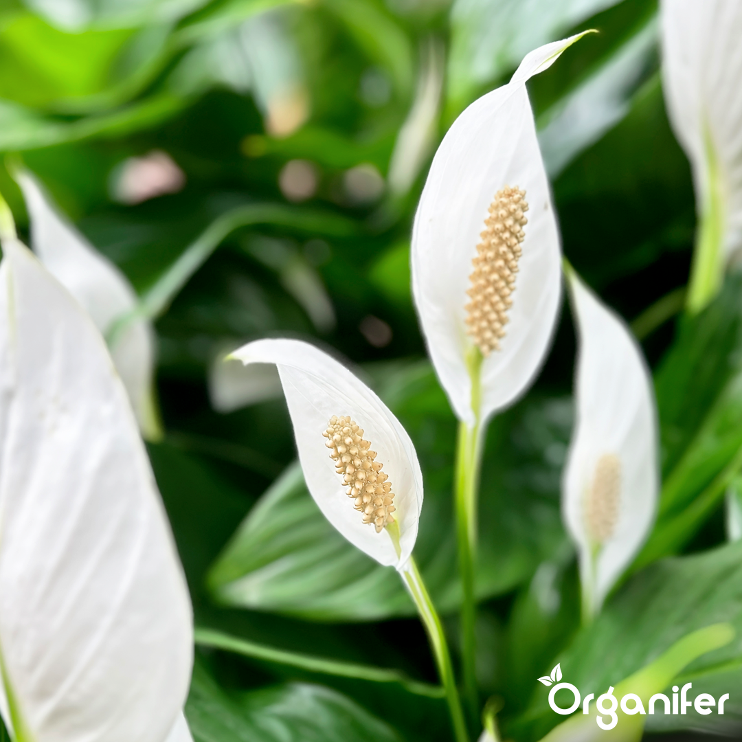 organifer-peace-lily-liquid-fertiliser
