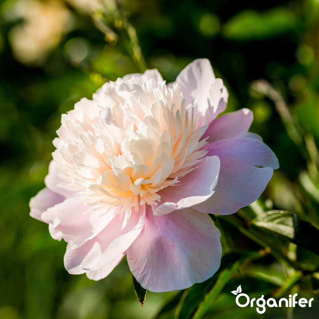 organifer-peony-liquid-fertiliser-2
