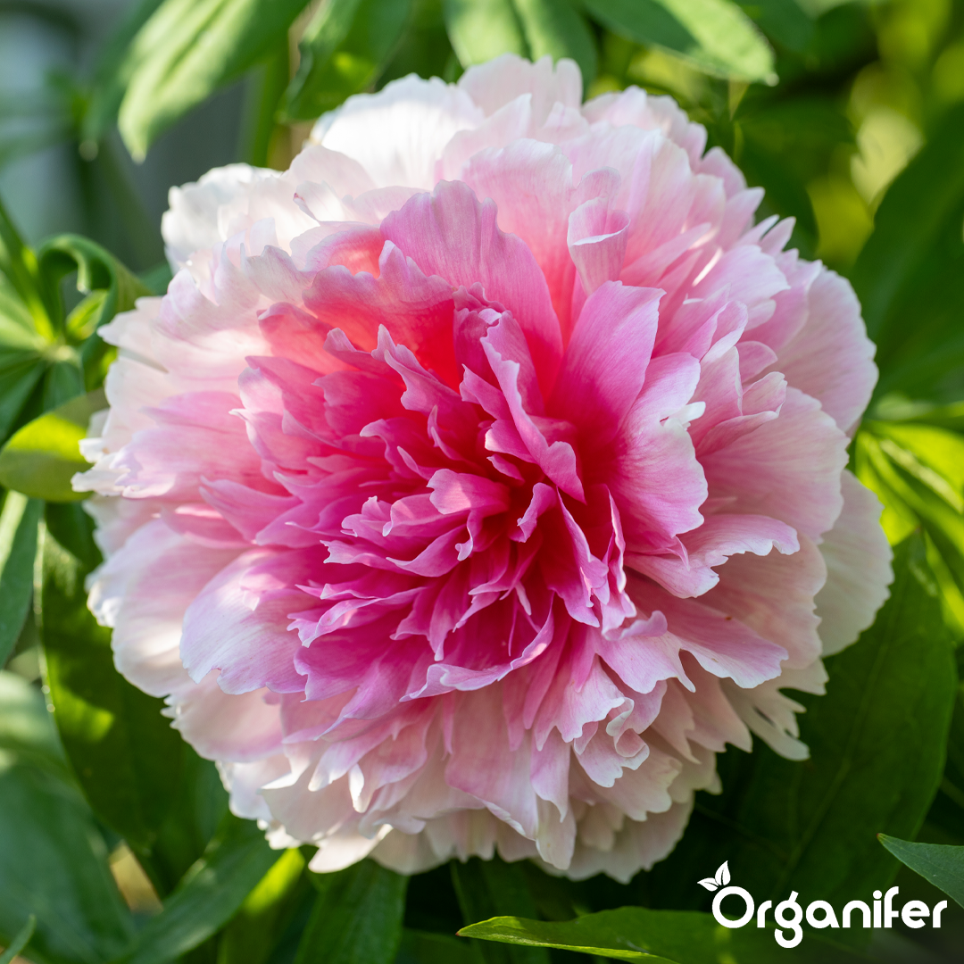 organifer-peony-liquid-fertiliser