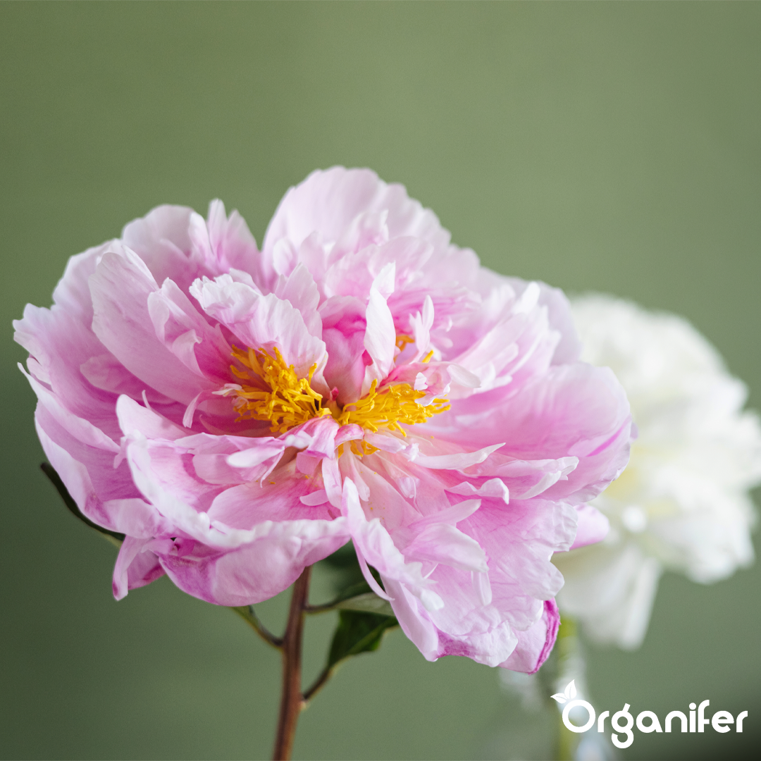 organifer-peony-liquid-fertiliser1