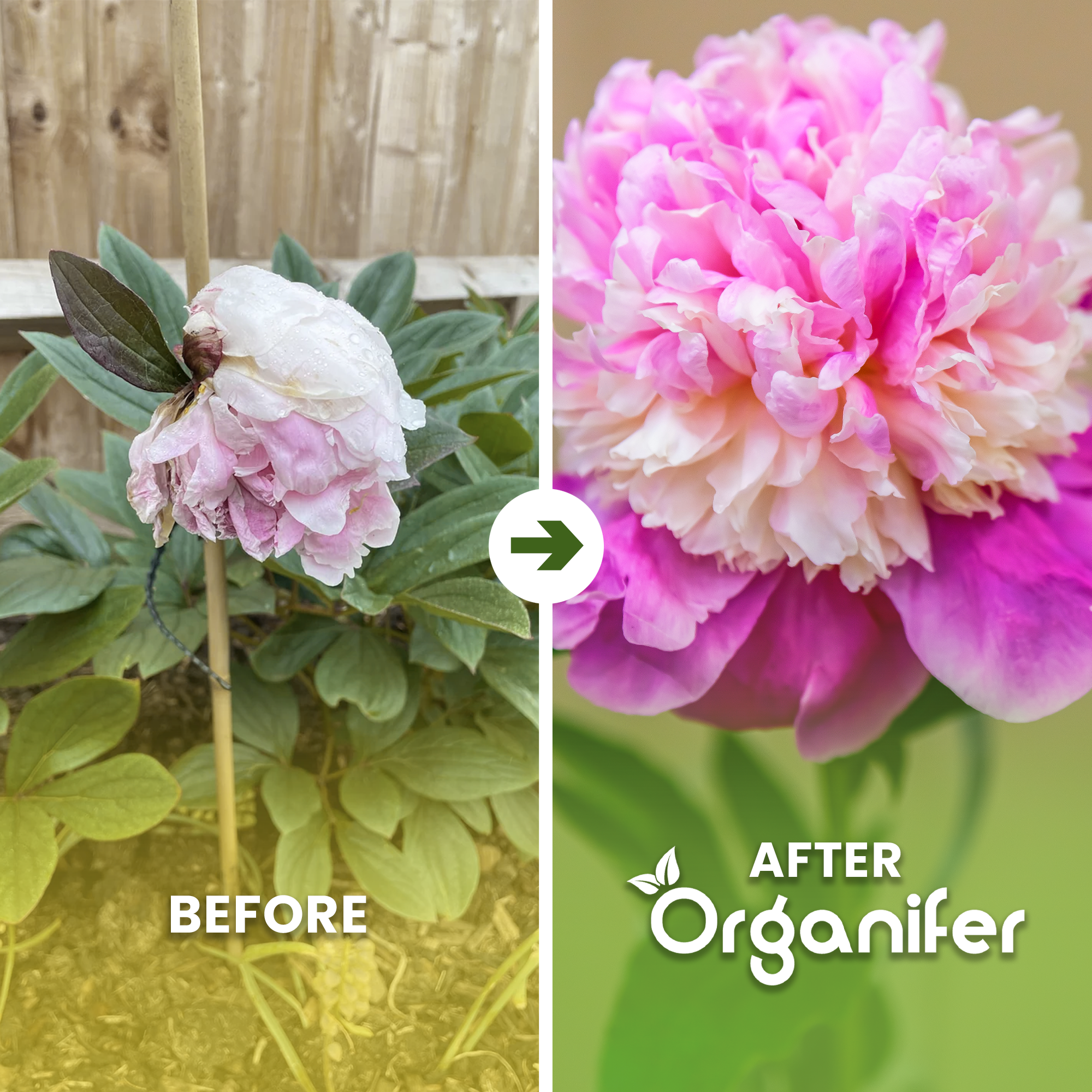 organifer-organifer-peony-liquid-fertiliserbefore_after