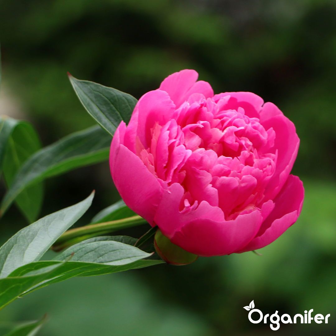 organifer-peony-liquid-fertiliser