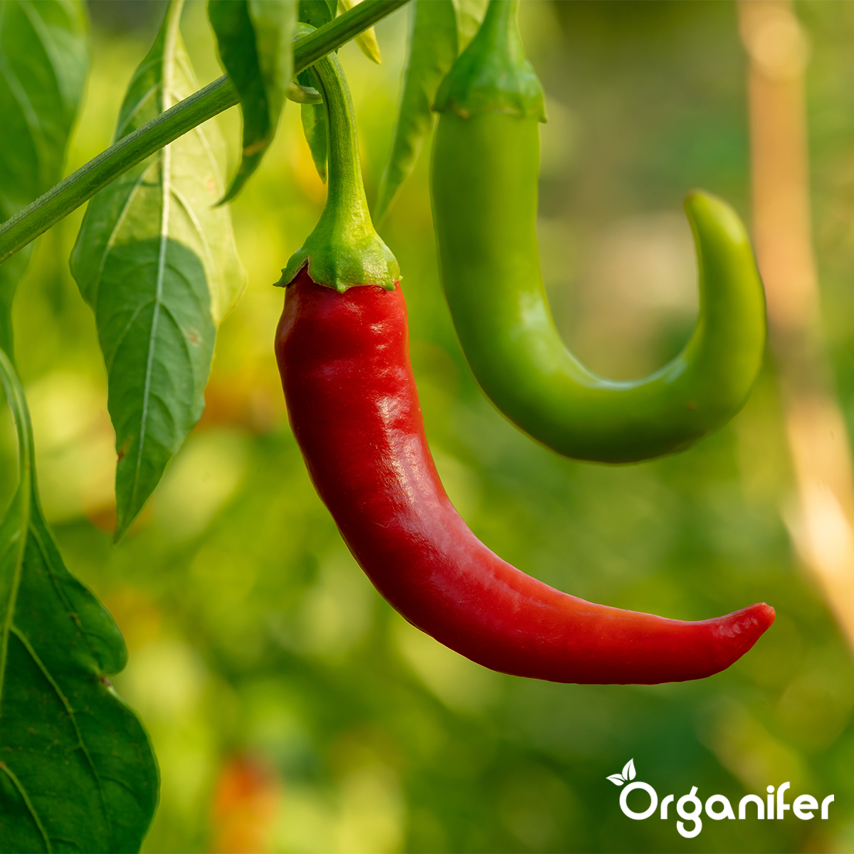 Organifer Pepper and Paprika Seed Pack - 14 Varieties 8719958993389 4
