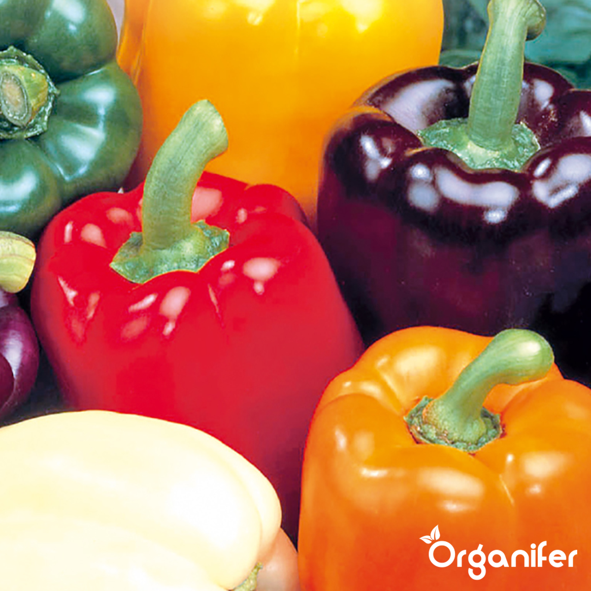 Organifer Pepper and Paprika Seed Pack - 14 Varieties 8719958993389 9