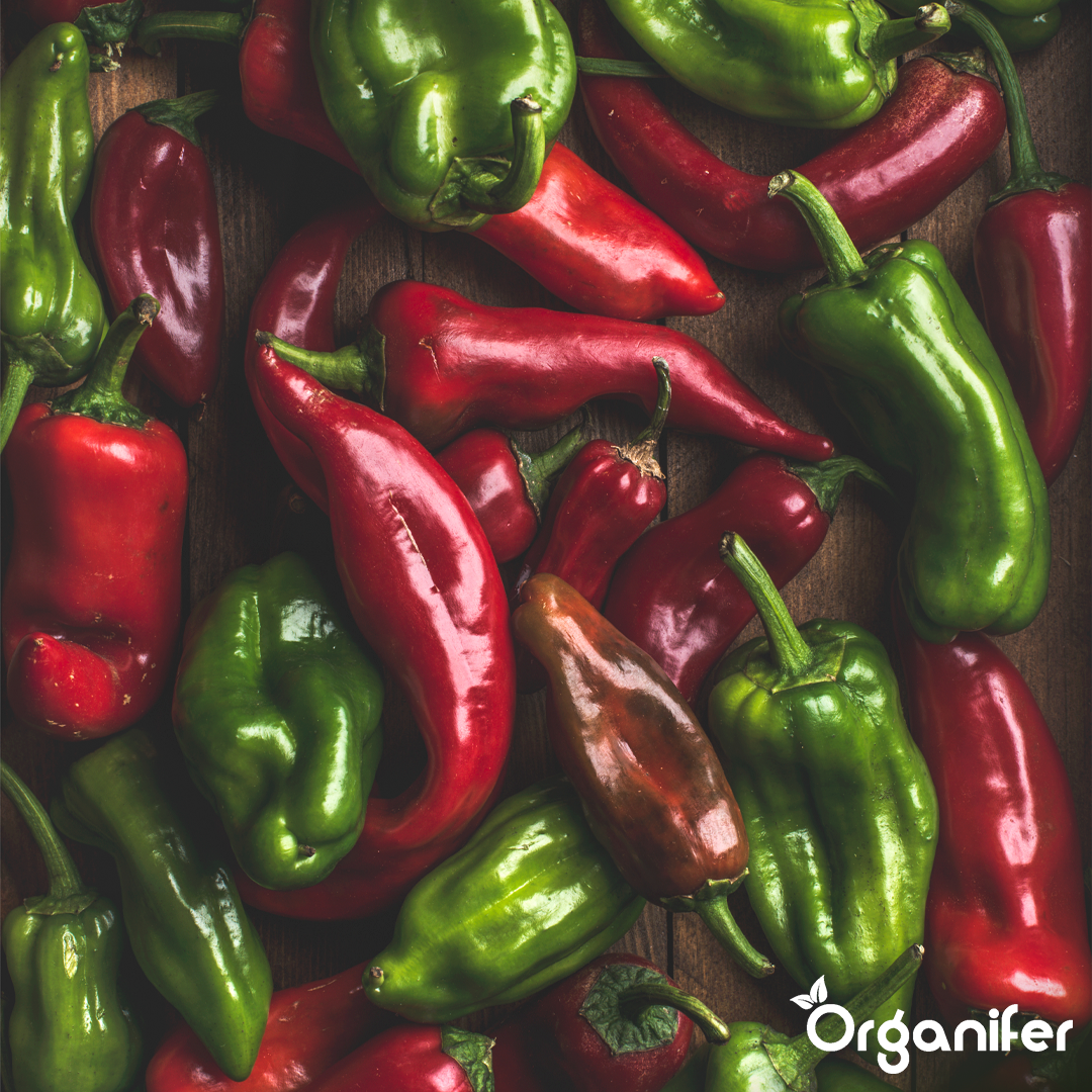 organifer-pepper-liquid-fertiliser-1