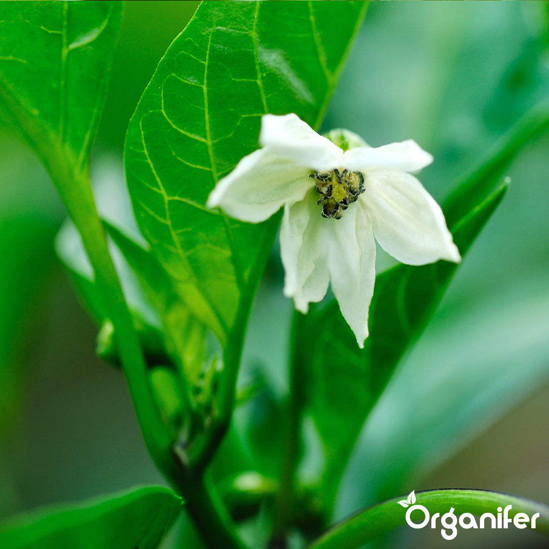 organifer-pepper-liquid-fertiliser