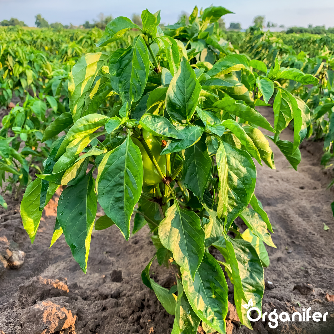 organifer-pepper-liquid-fertiliser