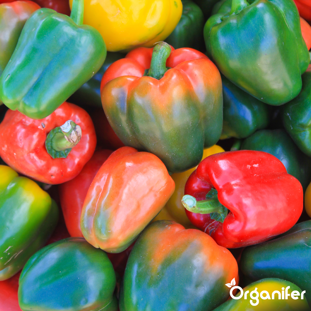 organifer-pepper-liquid-fertiliser