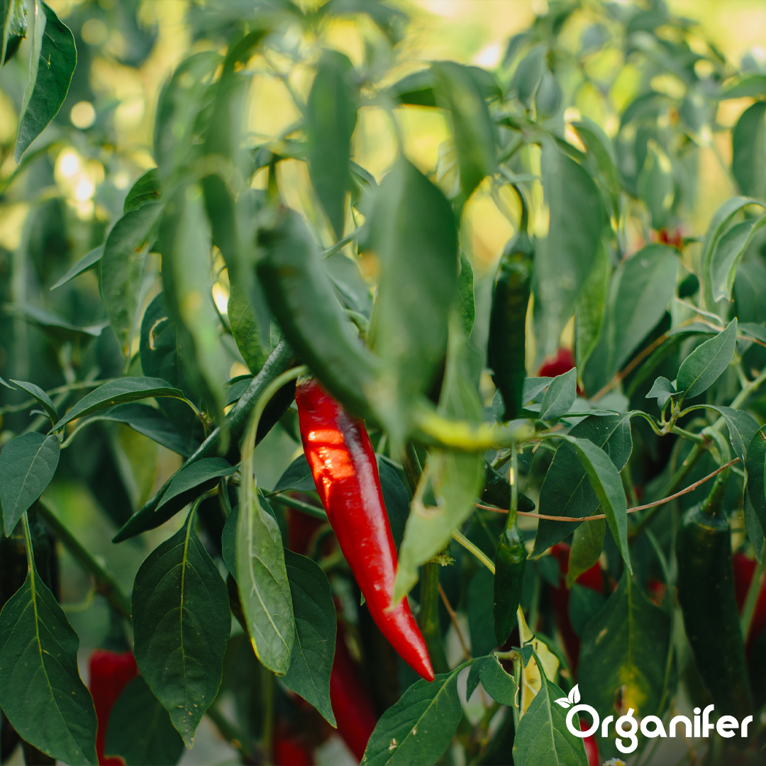 organifer-pepper-liquid-fertiliser