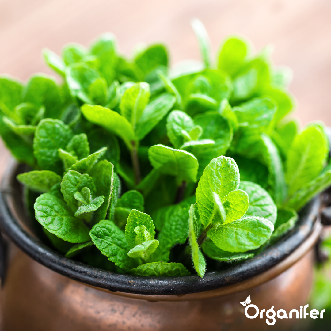 organifer-peppermint-liquid-fertiliser