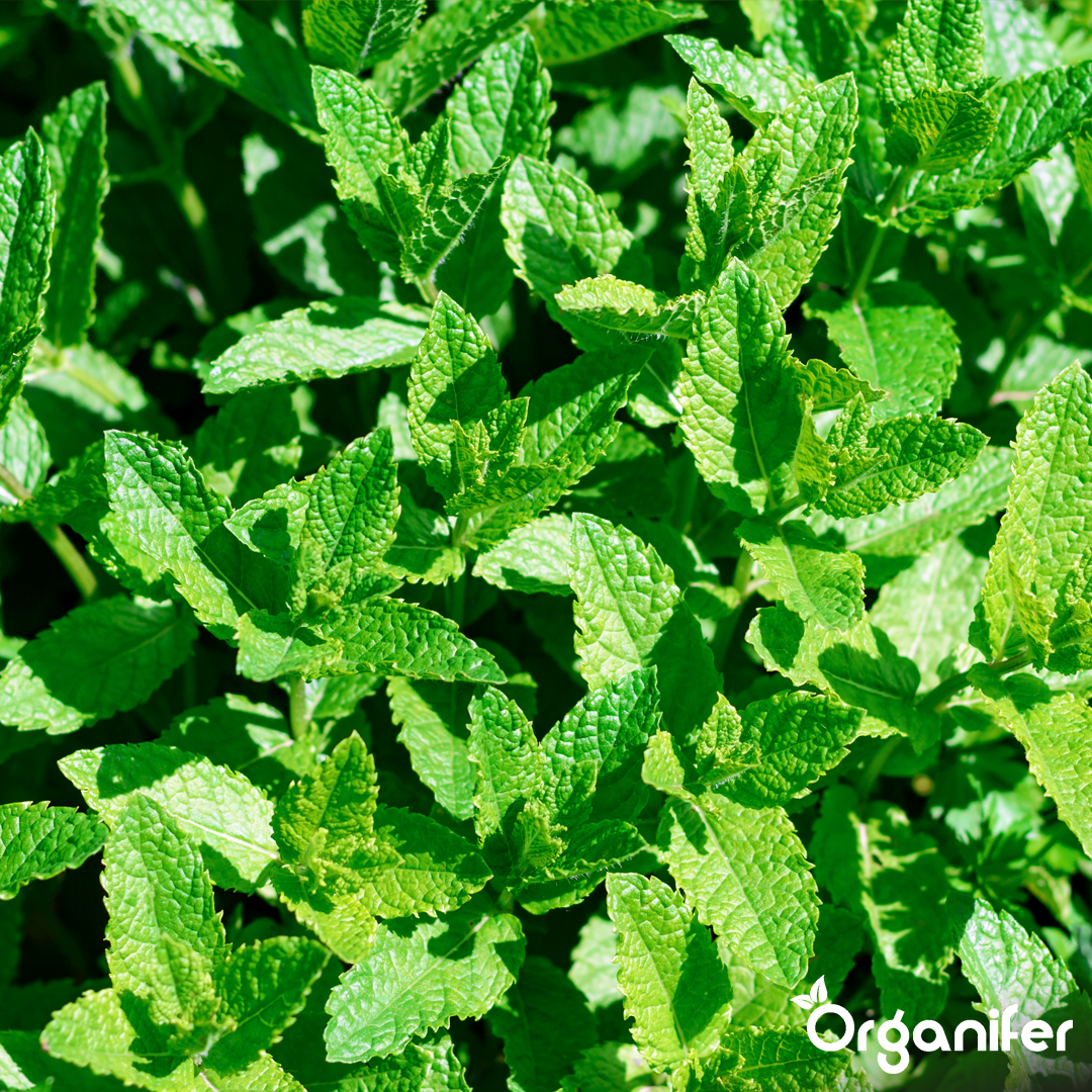 organifer-peppermint-liquid-fertiliser