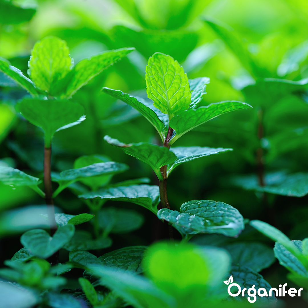 organifer-peppermint-liquid-fertiliser