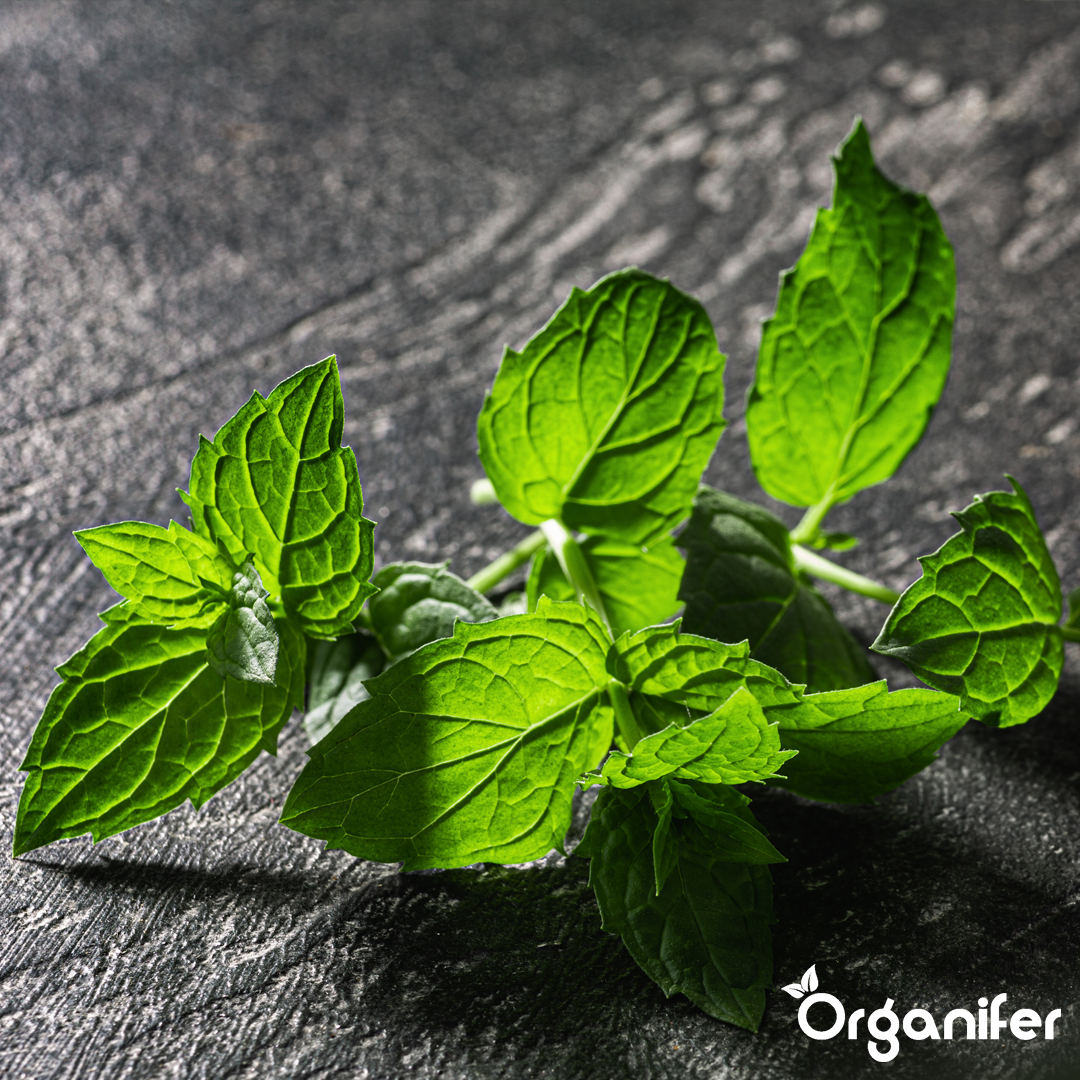 organifer-peppermint-liquid-fertiliser