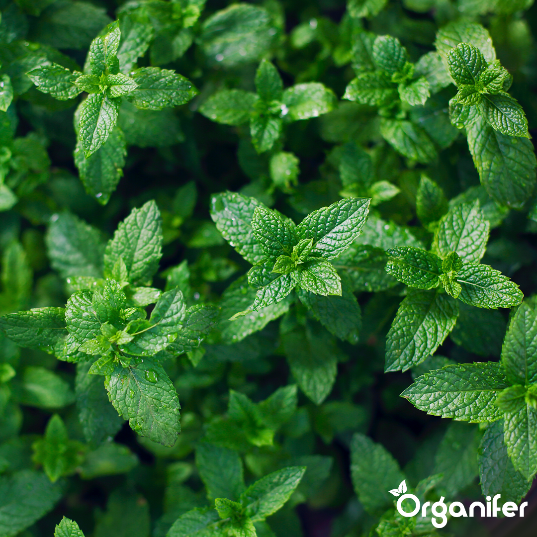 organifer-peppermint-liquid-fertiliser