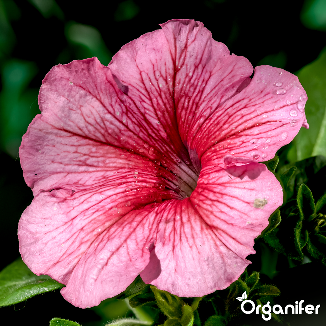 Organifer