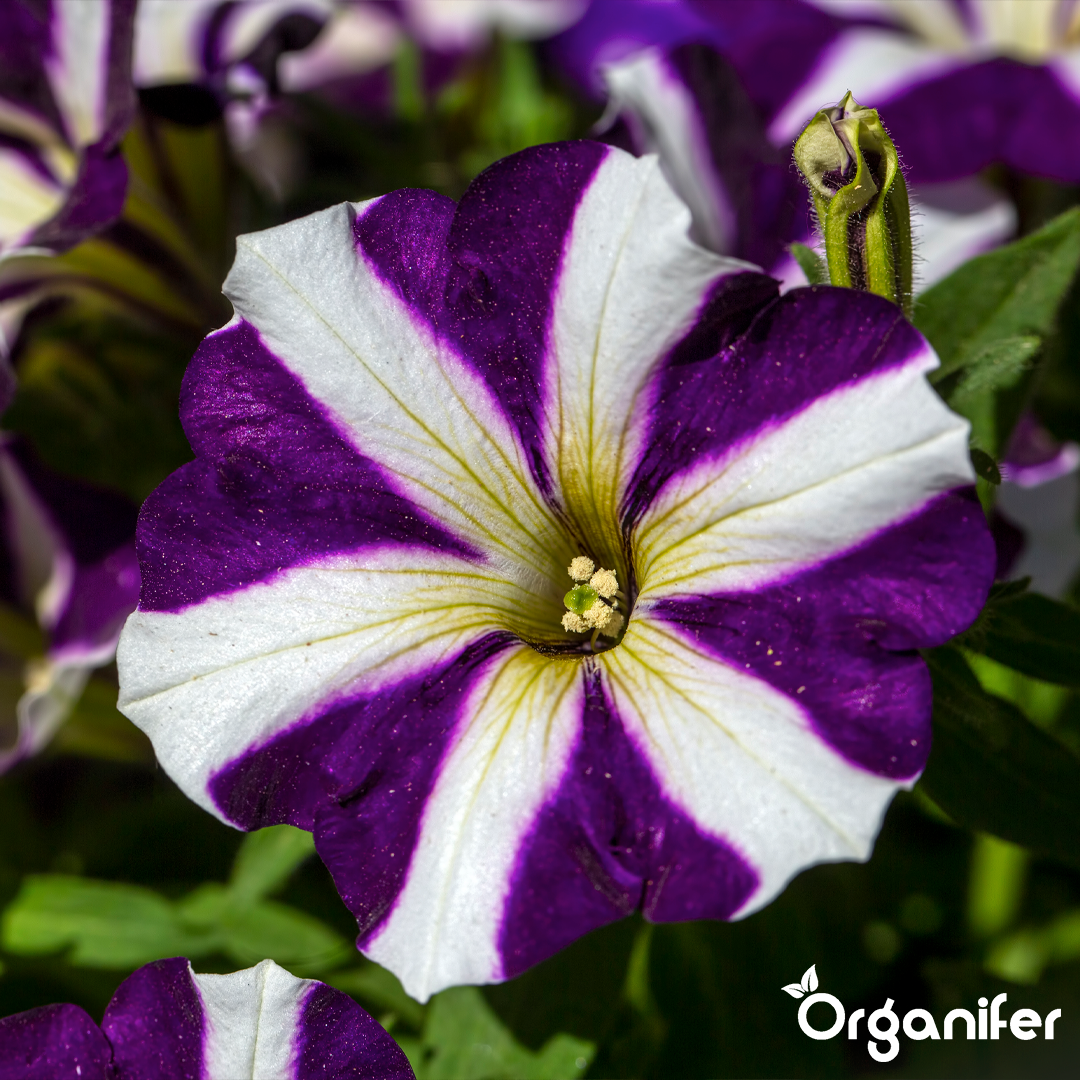 Organifer