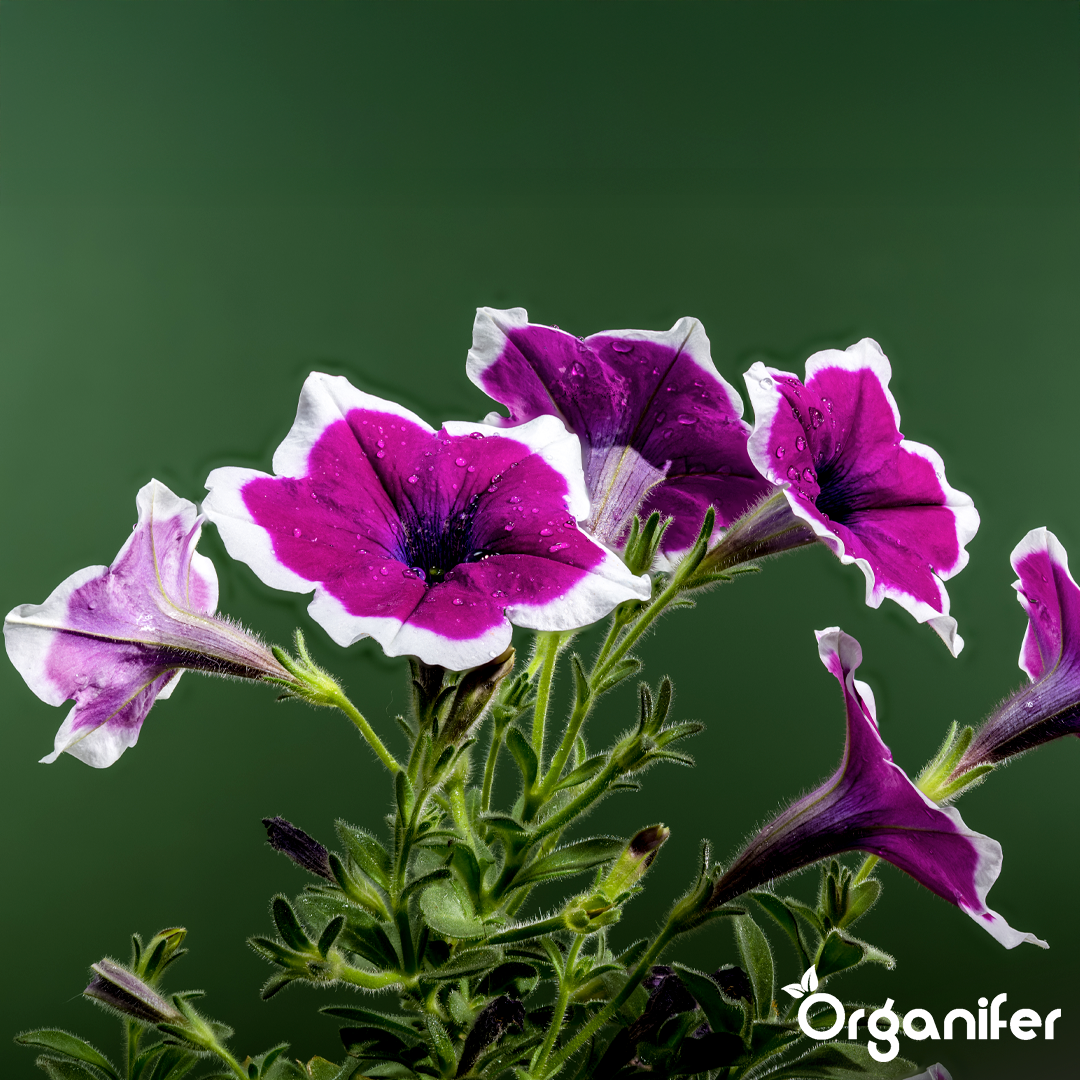 organifer-petunia-liquid-fertiliser