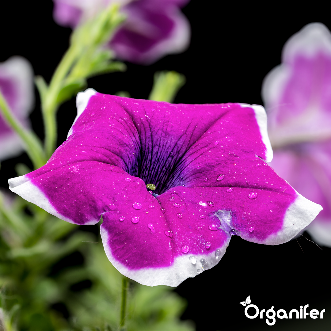 organifer-petunia-liquid-fertiliser-