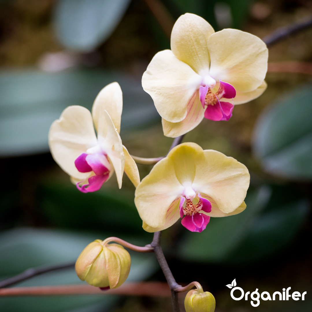 organifer-phalaenopsis-liquid-fertiliser