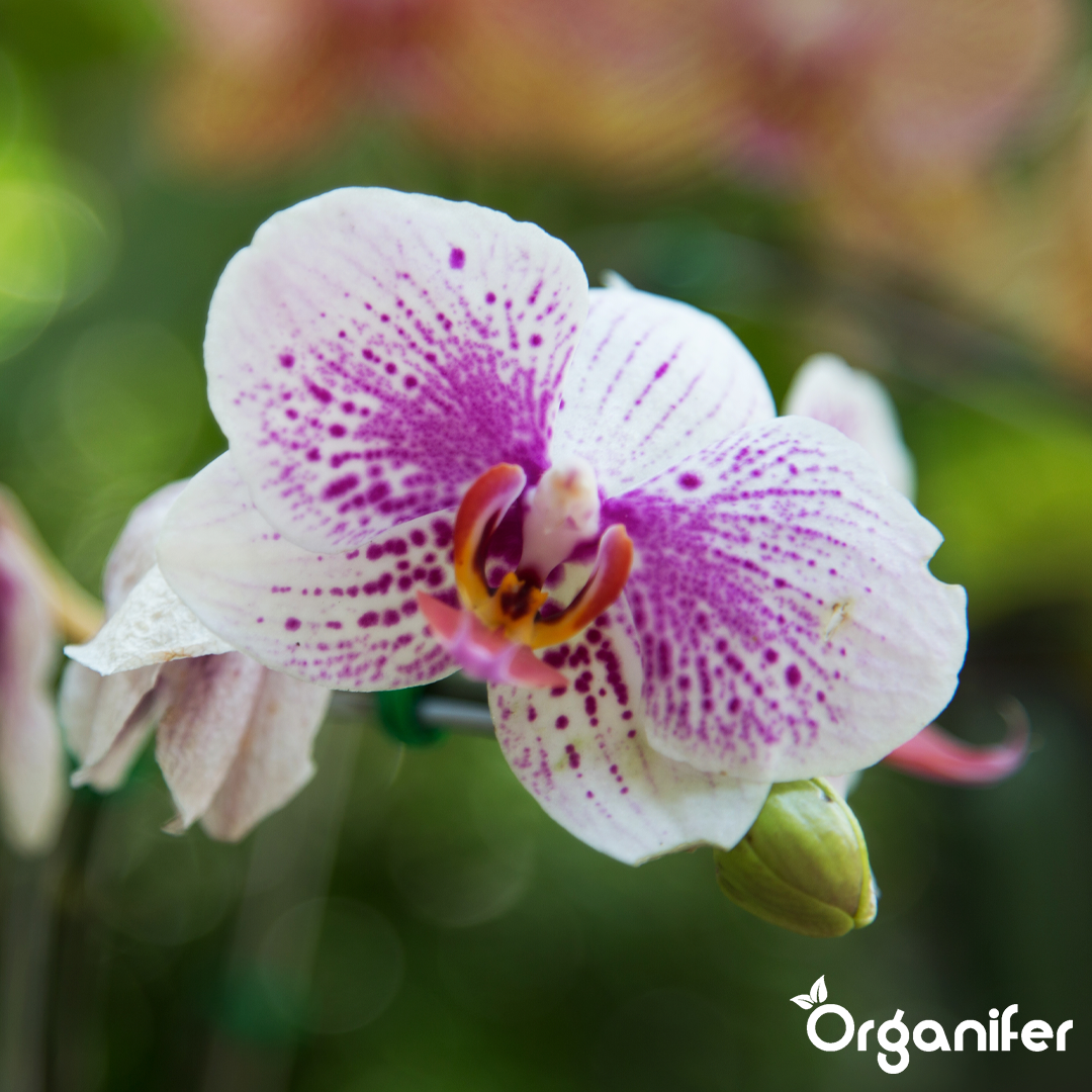 organifer-phalaenopsis-liquid-fertiliser