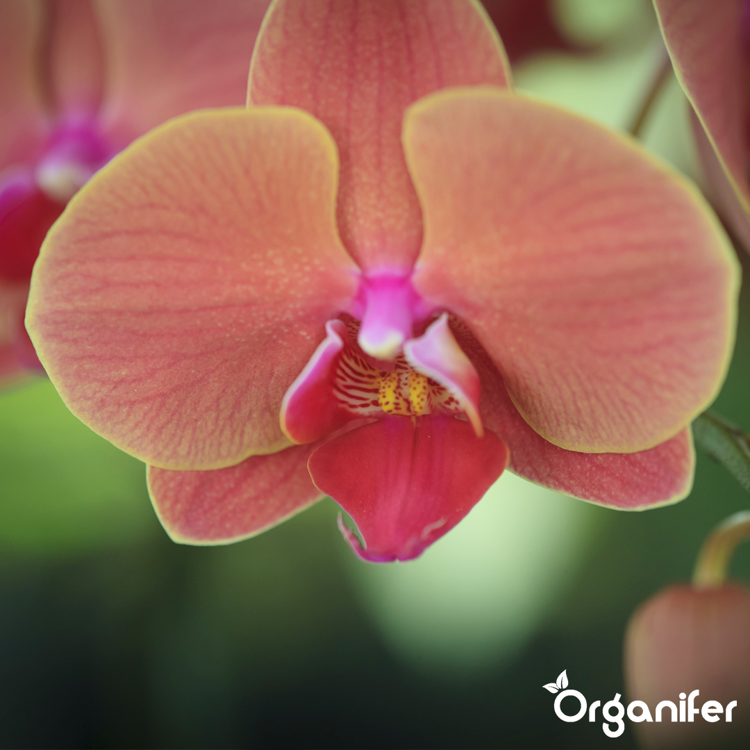 organifer-phalaenopsis-liquid-fertiliser